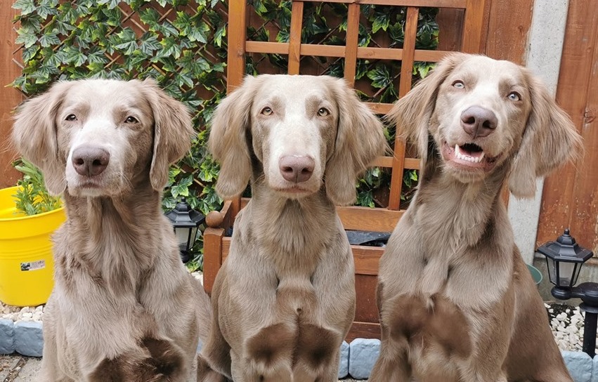 long haired weimaraner