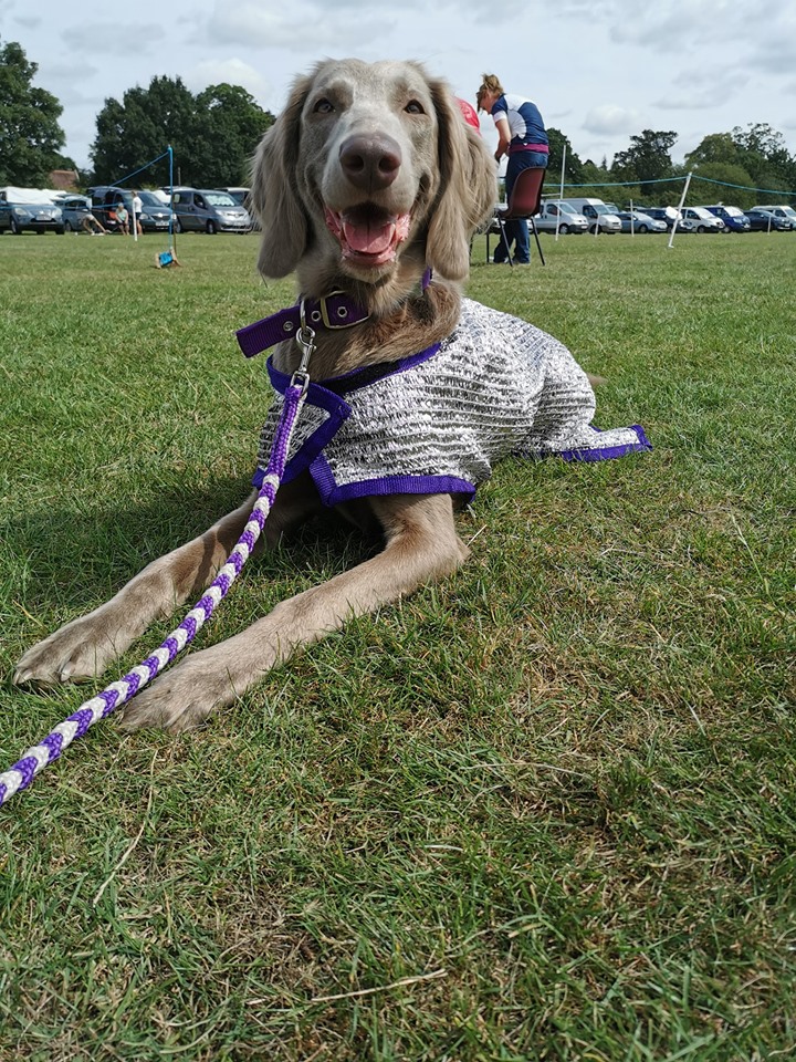 Witham Obedience Show